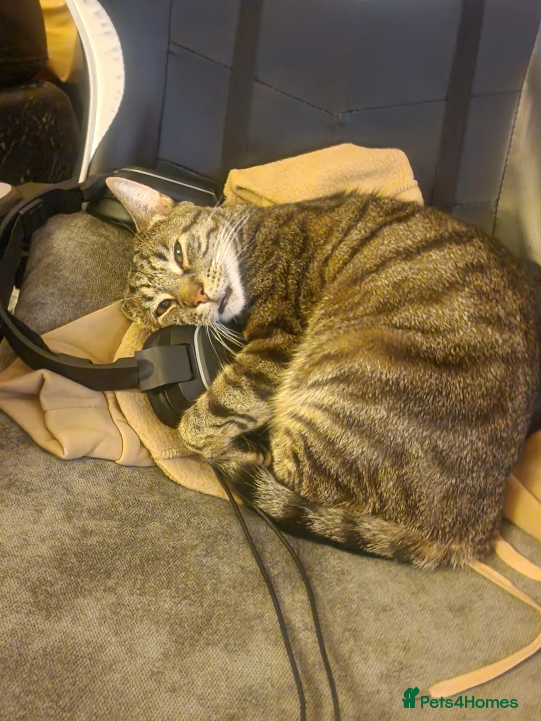 British Shorthair cats for sale: Milo kobie and shadow  - Advert 10