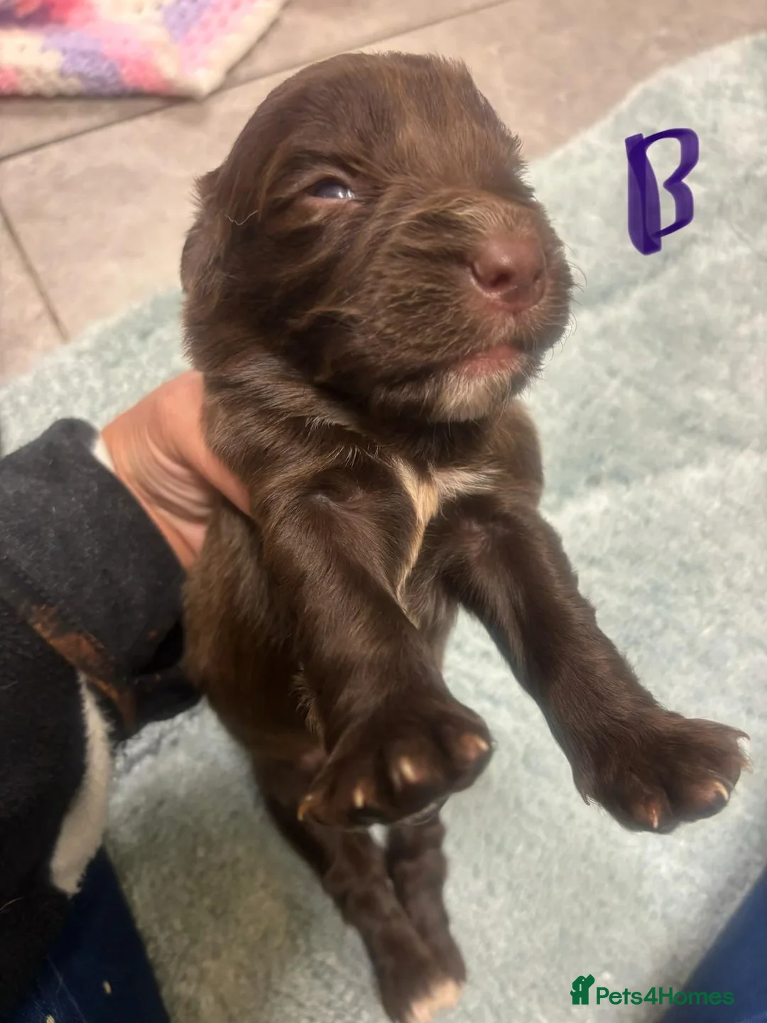 Cocker Spaniel dogs for sale: COCKER SPANIEL PUPS READYp - Advert 6