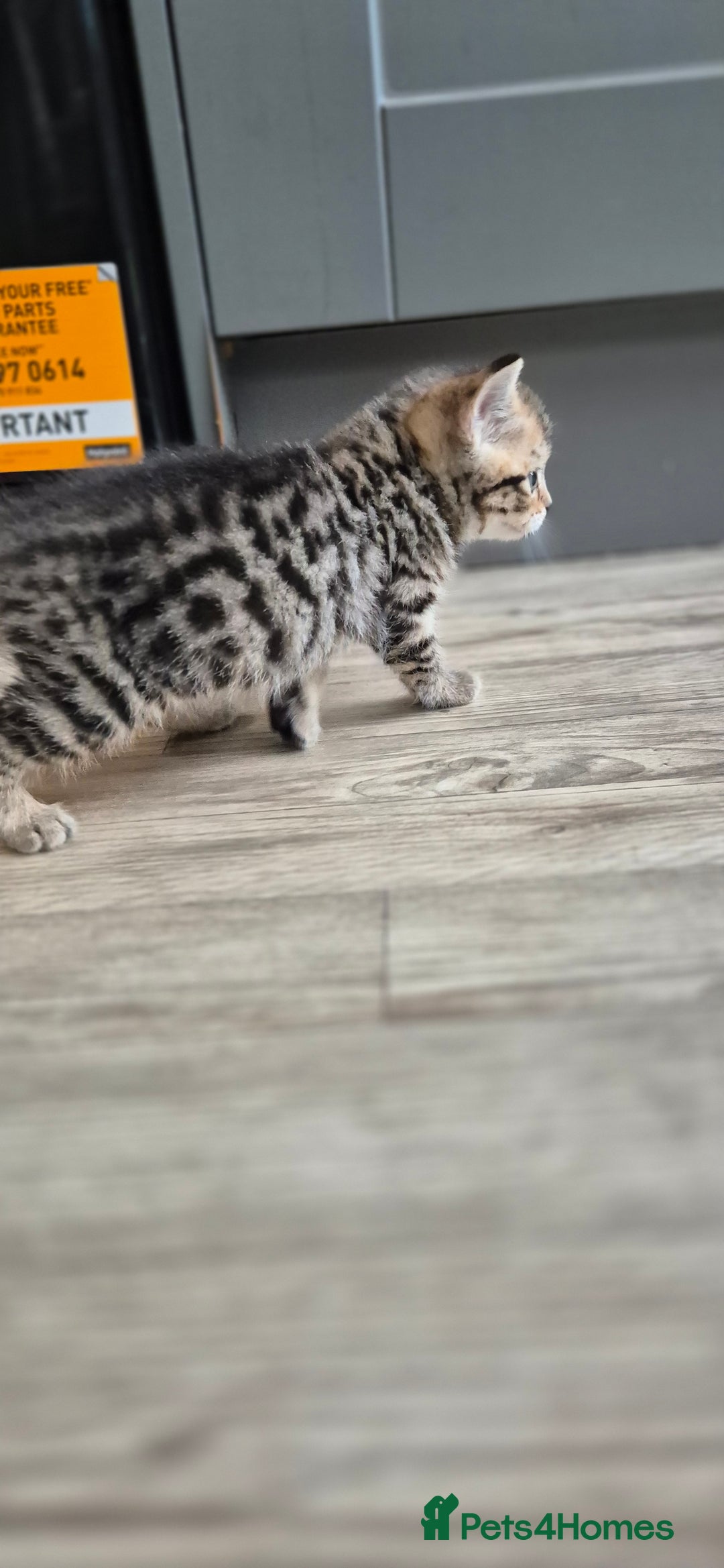 Mixed Breed cats for sale: Tabby/ginger kittens for sale  - Advert 4