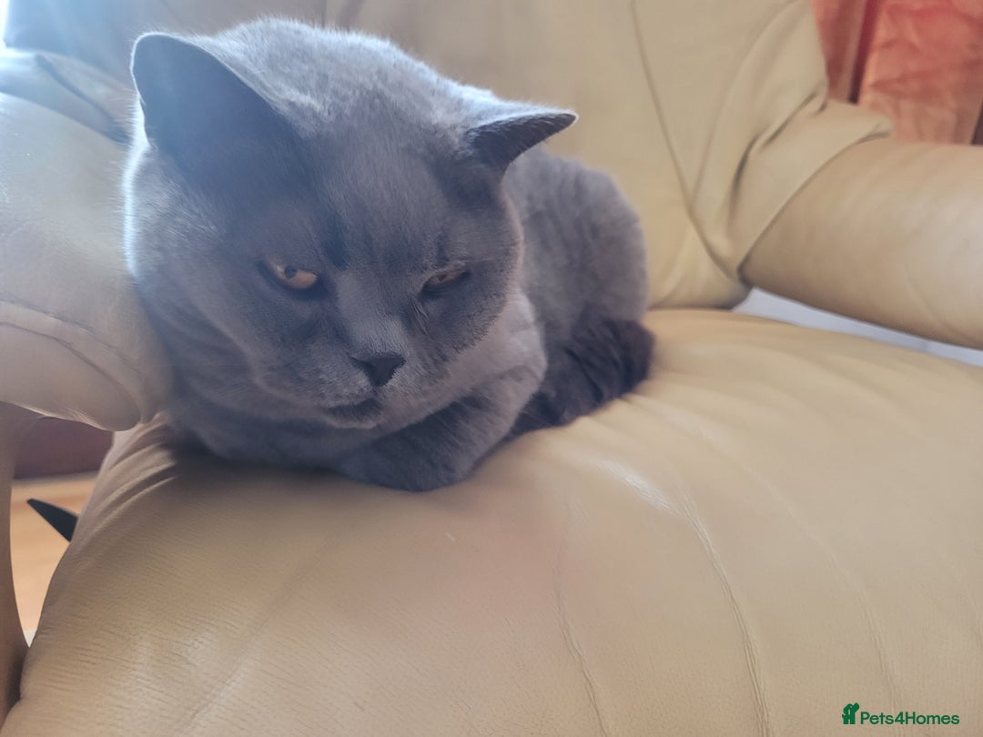 British Shorthair cats for sale: Loving GCCF British Shorthair, 7yo male - Image 3