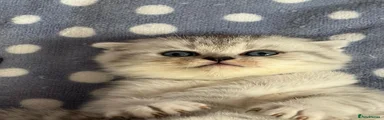 Scottish Fold 2