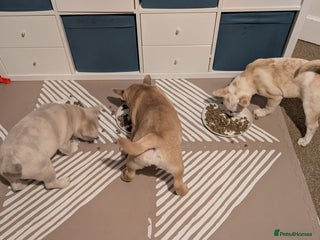 Mixed Breed dogs 3x Female French Bulldog X Chow Chow puppies. - Advert 15