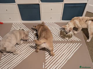 Mixed Breed dogs 3x Female French Bulldog X Chow Chow puppies. - Advert 14