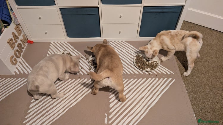 Mixed Breed dogs 3x Female French Bulldog X Chow Chow puppies. - Advert 14