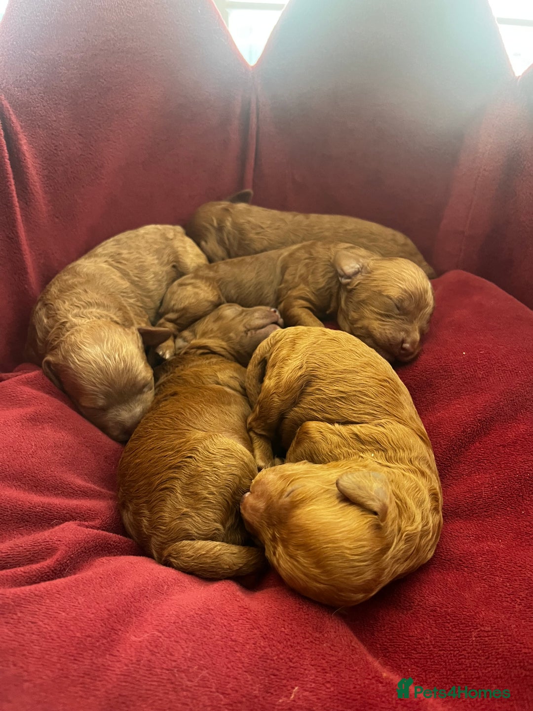 Cavapoo dogs for sale: Cavapoo F1b puppies-5* licensed - Image 8
