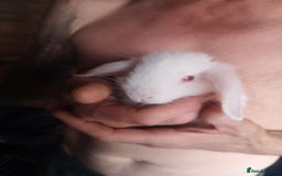 English rabbits for sale: Beutiful baby rabbits  - Image 7