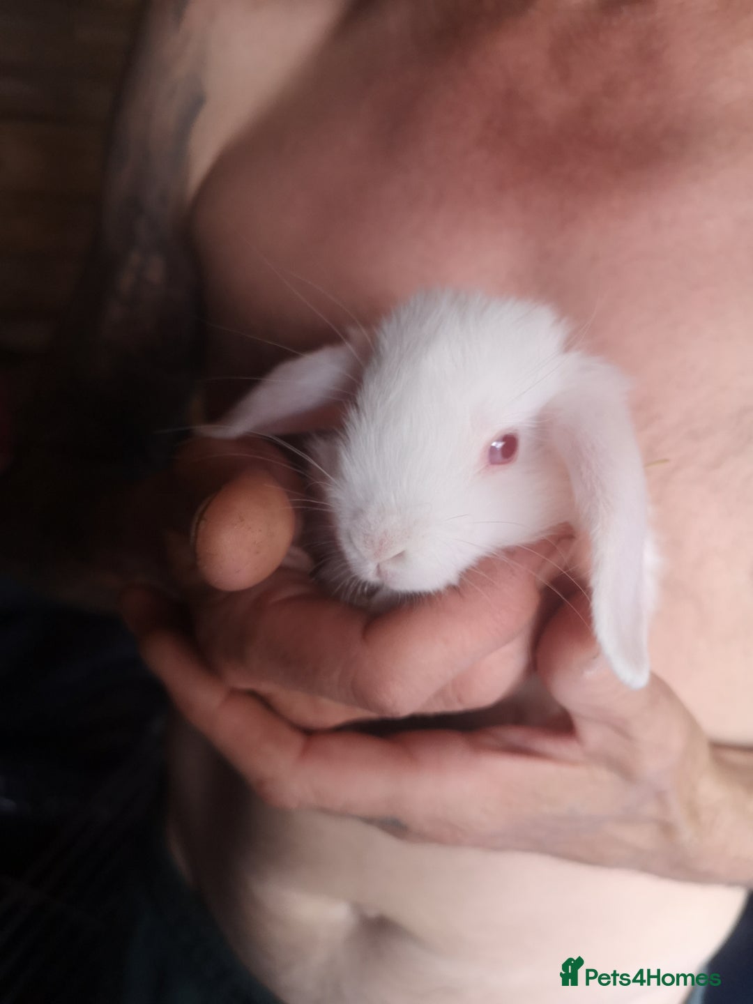 English rabbits for sale: Beutiful baby rabbits  - Image 7