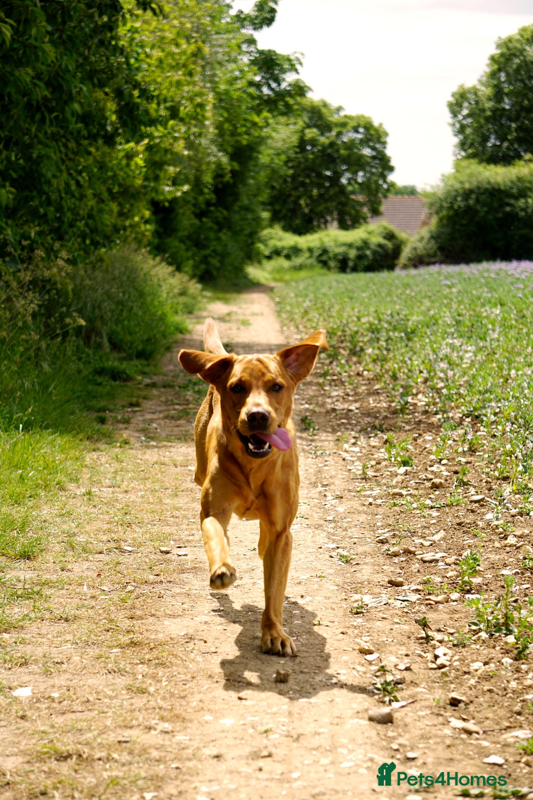 Labrador Retriever dogs for stud: FOX RED Health Tested KC Labrador Retriever - Advert 10