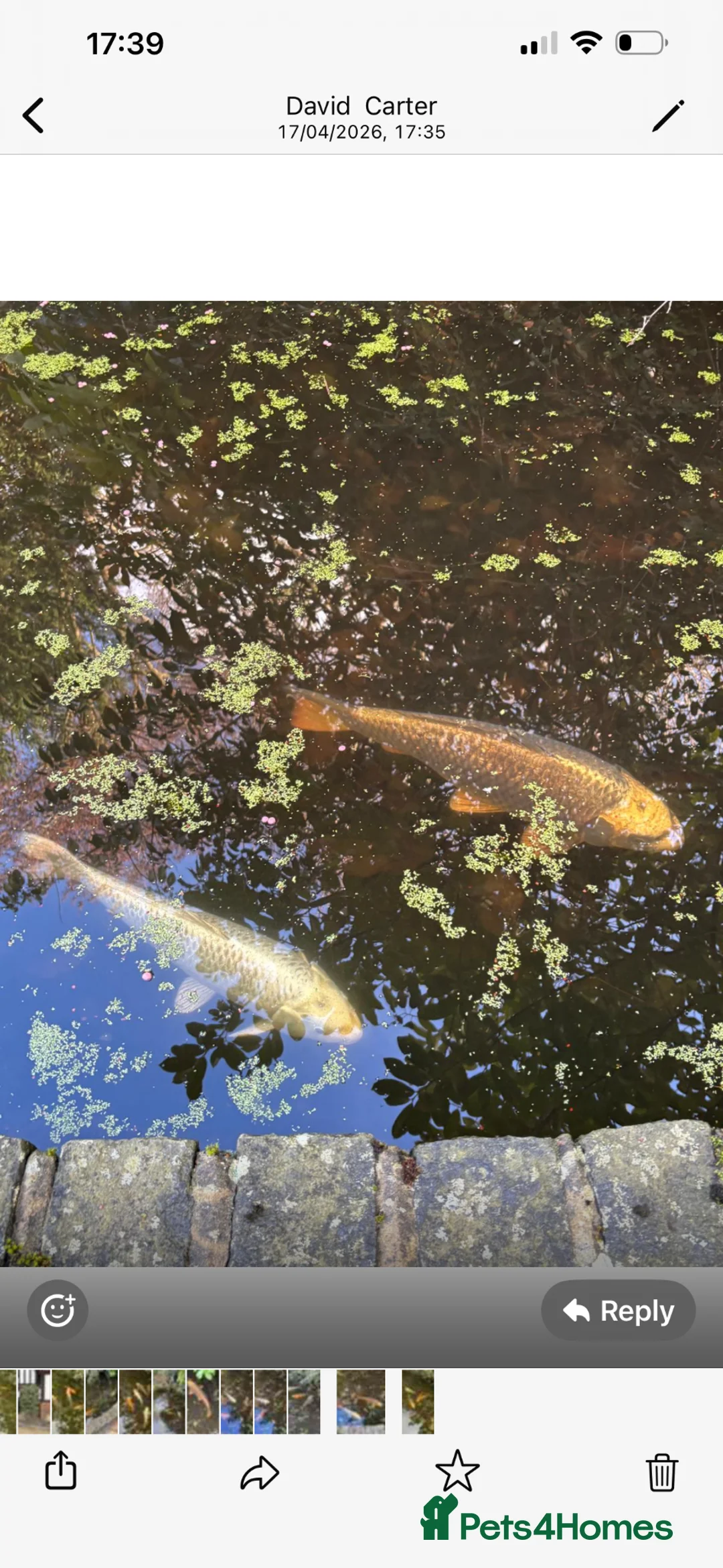 Koi Carp fish for sale: 6-7 Koi Carp for sale  in West Byfleet - Advert 2