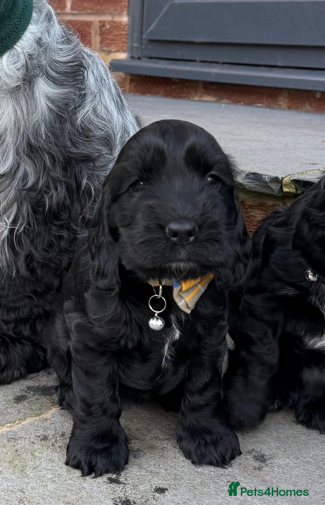 Cocker Spaniel dogs for sale: Show cocker spaniel  - Advert 12