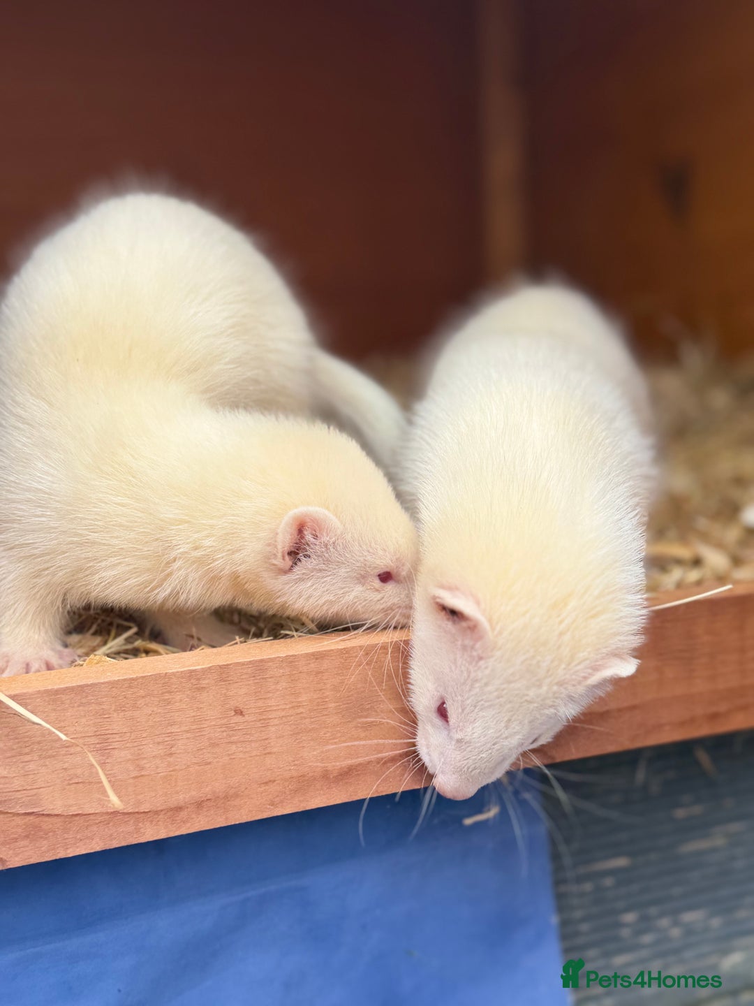 Ferret rodents for sale: Albino male Ferrets - Image 3