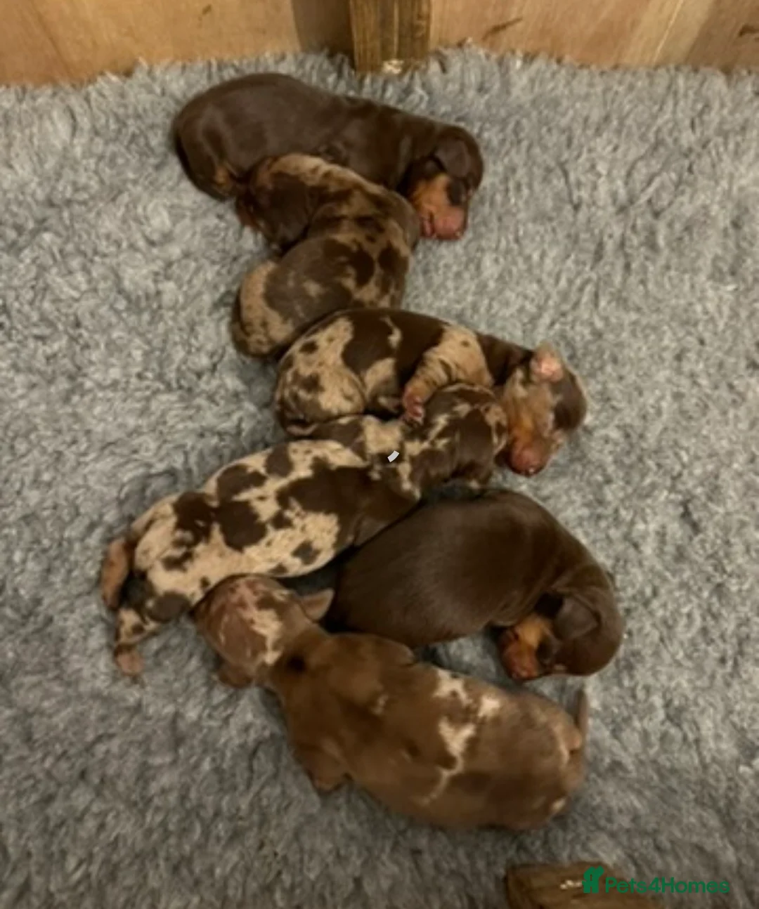 Miniature Dachshund dogs for stud: Gorgeous miniature Dachshund at stud  - Advert 2
