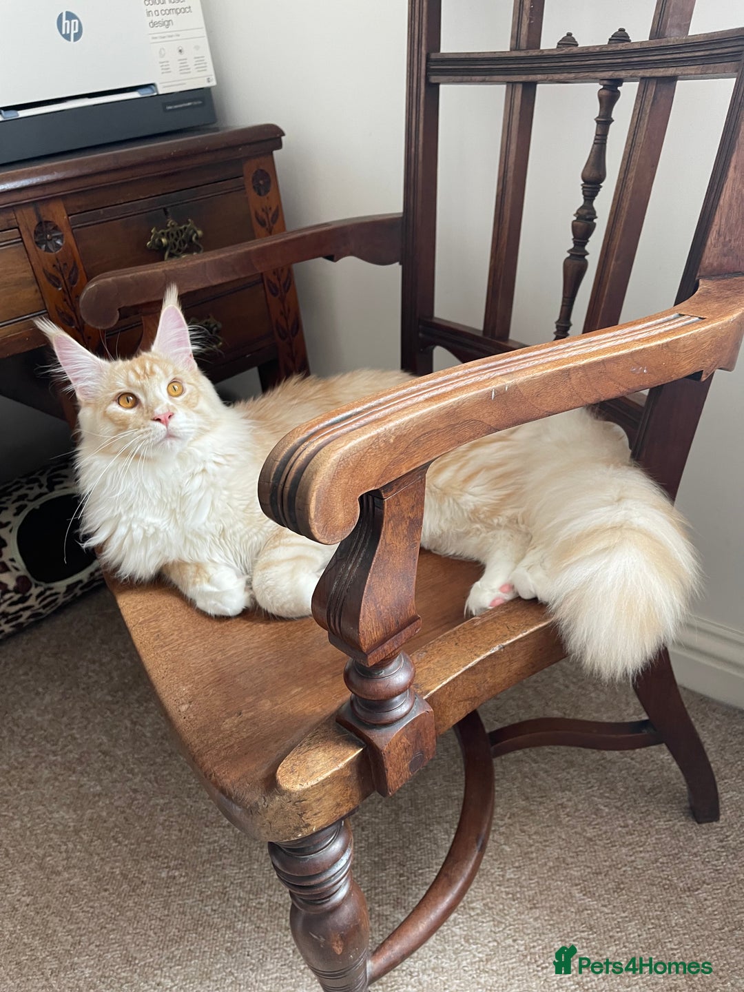 Maine Coon cats for sale: GCCF registered Maine Coon kittens.  in Newton Abbot - Image 18