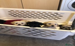 Jackapoo dogs for sale: 6 beautiful jackapoo pups - Image 1