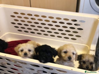 Jackapoo dogs - Advert 2