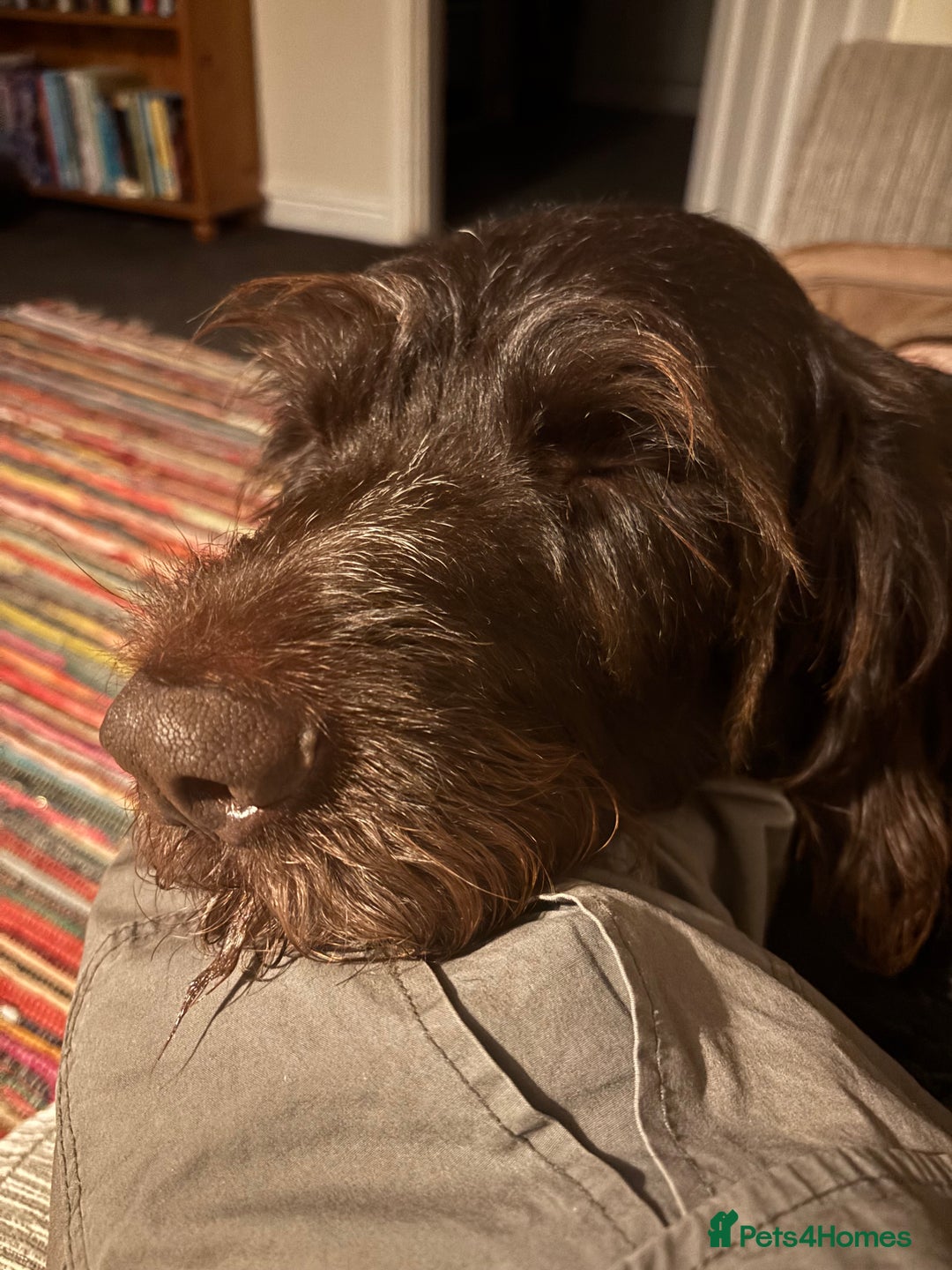 German Wirehaired Pointer dogs for sale: German Wirehaired Pointer For Sale  - Advert 4