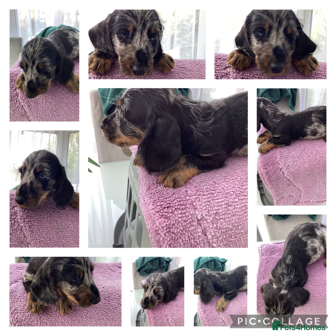 Dachshund dogs for sale: Dachshund puppies - Image 4