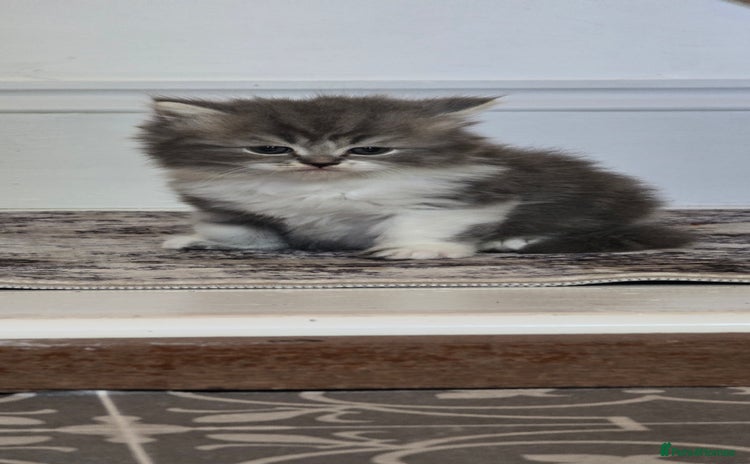Persian cats - Advert 1