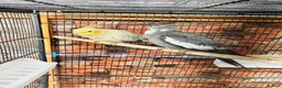 Cockatiels birds for sale: Various cockateils for sale  - Advert 1