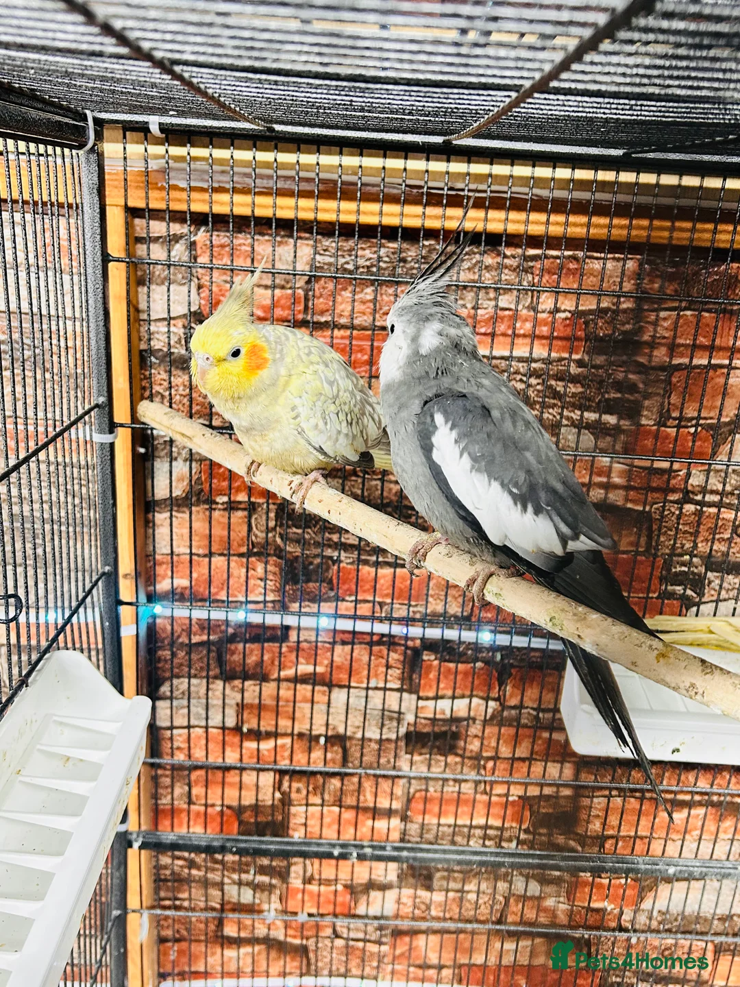 Cockatiels birds for sale: Various cockateils for sale  - Advert 1