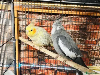 Cockatiels birds Various cockateils for sale - Advert 2