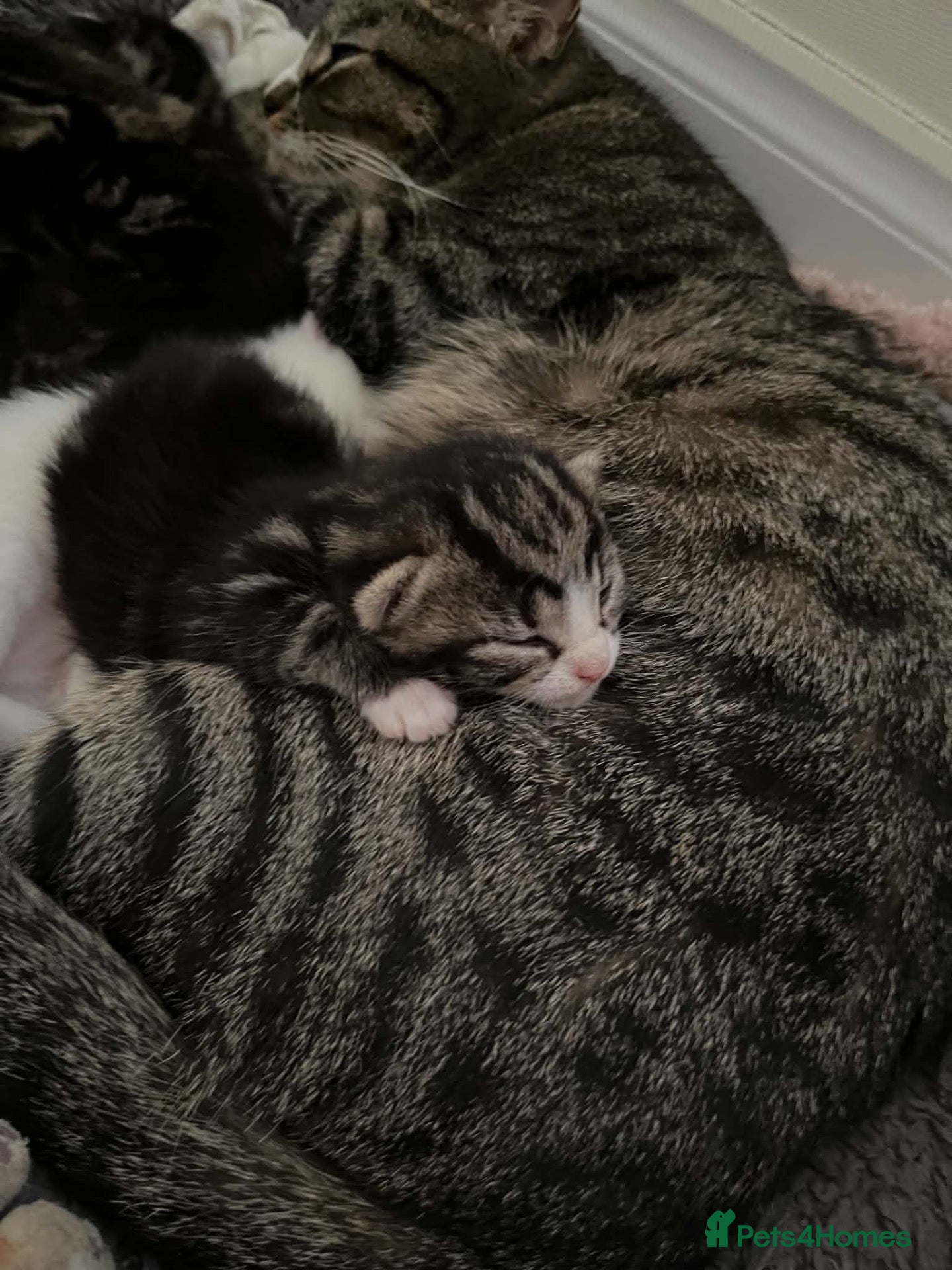 British Shorthair cats 1year old therapy kitty looking for forever home - Advert 5