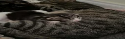British Shorthair cats for sale: 1year old therapy kitty looking for forever home - Advert 1