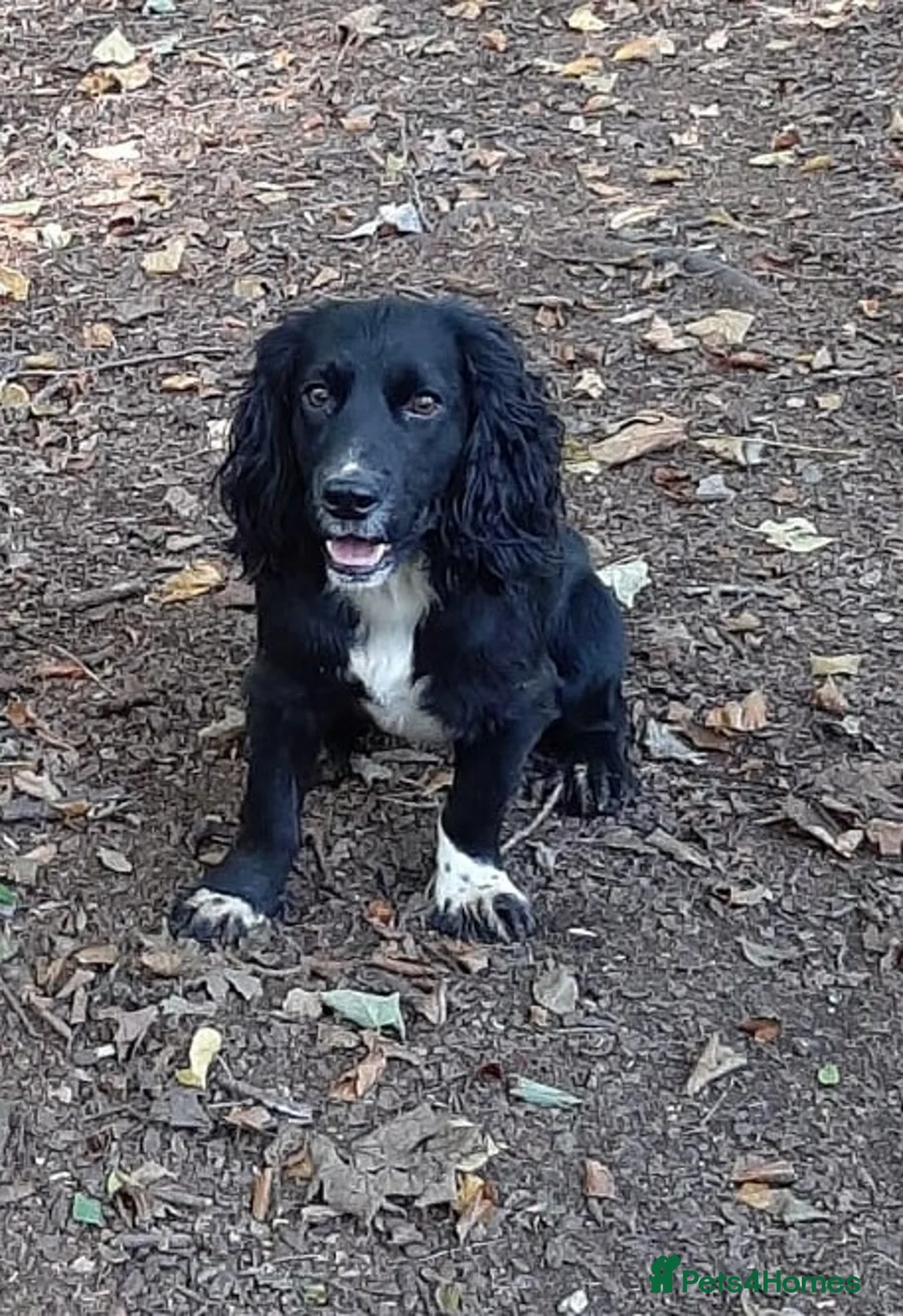 Cockerdor dogs for sale: COCKERDOR  PUPPIES - Advert 10