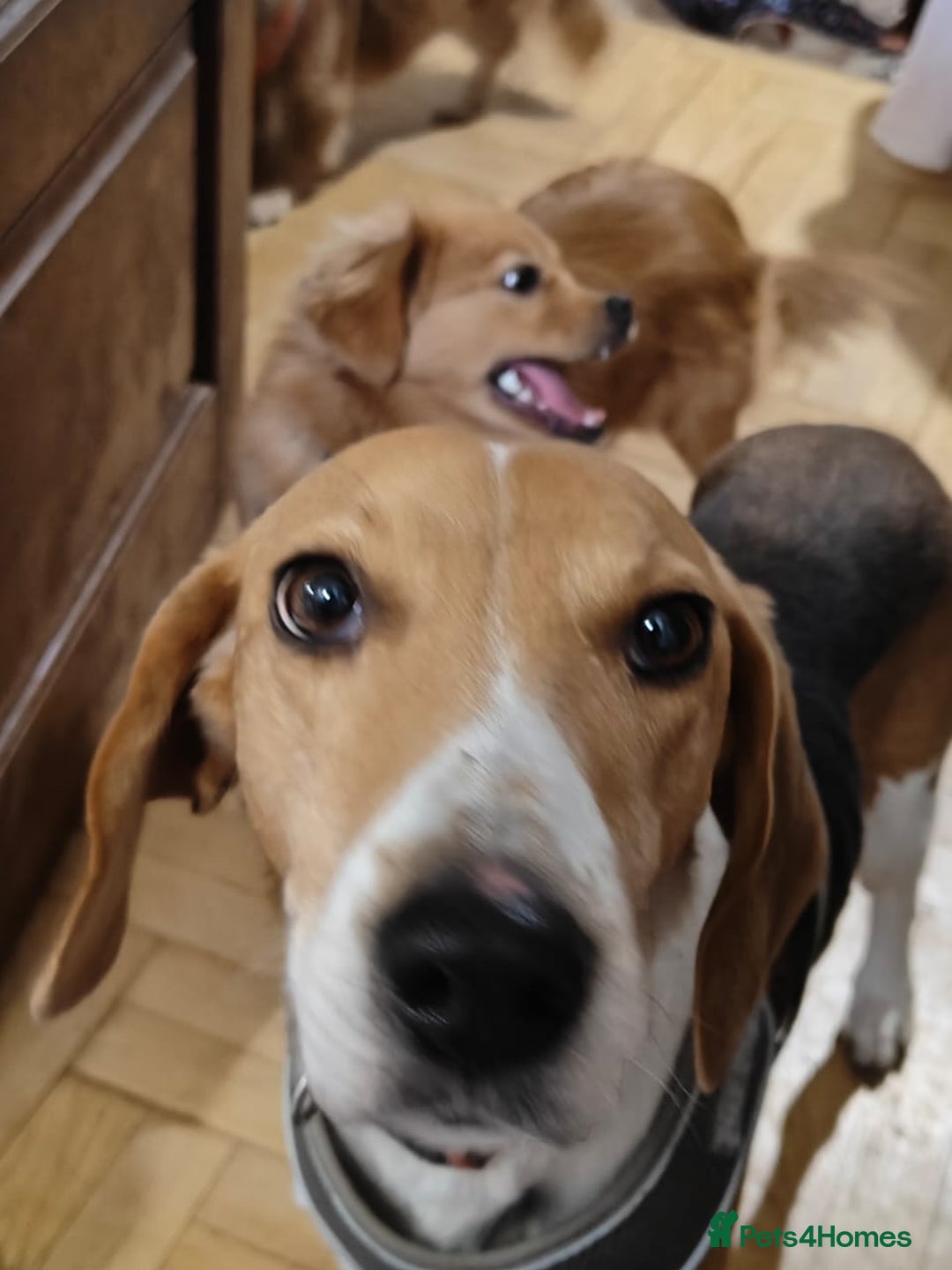 Mixed Breed dogs for adoption: 💖🐶 SILVIA 🐶💖 - Advert 22