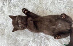 British Shorthair cats for sale: 💙 2 handsome  GCCF British Sorthair 💙 - Image 16