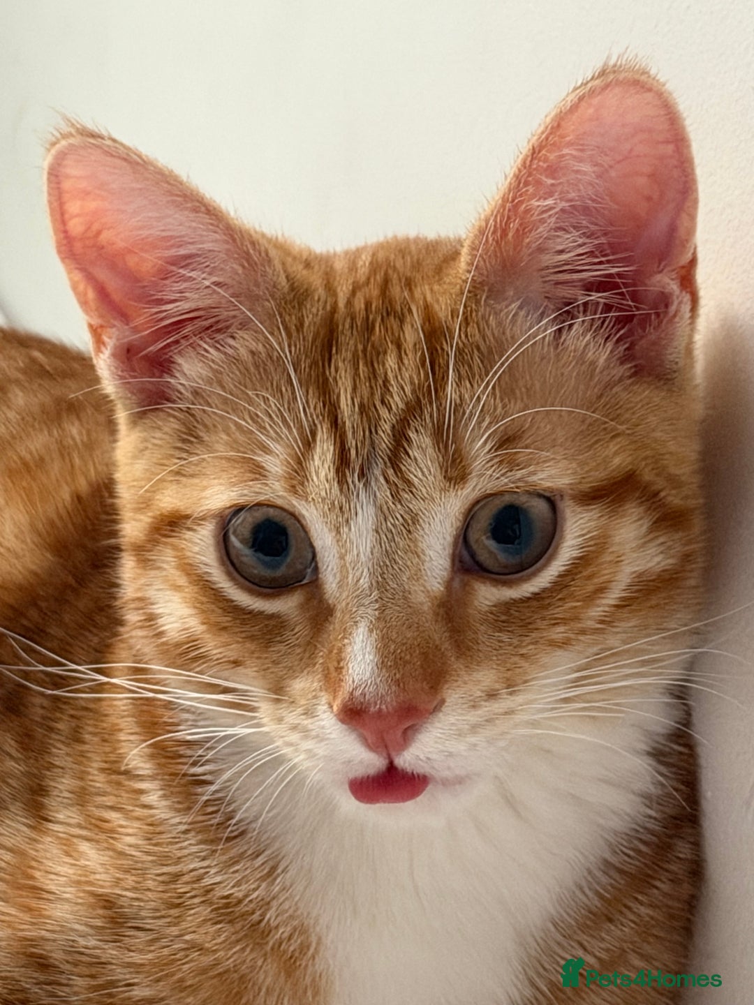 Domestic Shorthair cats for sale: 5 month old kitten for sale - Advert 1