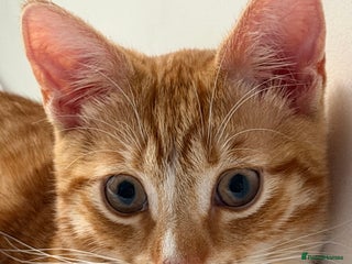Domestic Shorthair cats for sale: 5 month old kitten for sale - Advert 1