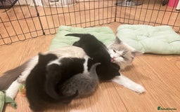 Mixed Breed cats for sale: Beautiful mixed bread kittens  - Image 12