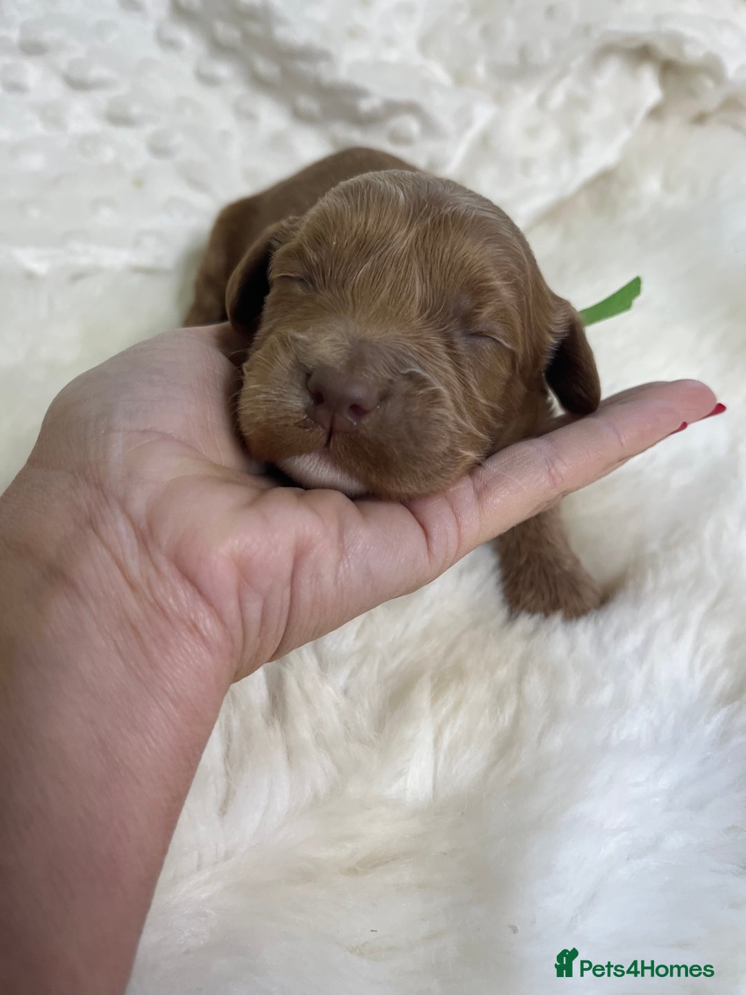 Goldendoodle dogs for sale: multigenerational Australian Golden doubledoodles - Image 10