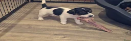Parson Russell dogs for sale: Cracking parsons Russell puppies - Advert 5