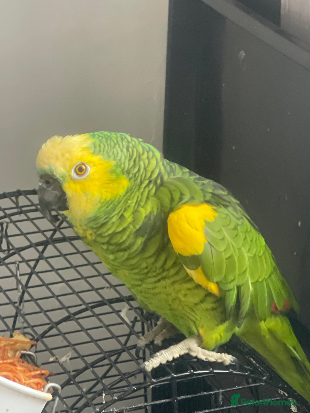 Parrots birds for sale: Parrot - Image 2