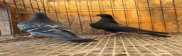 Pigeons birds for sale: BEAUTIFUL TIGER GRIZZLE RACING PIGEONS - Advert 4