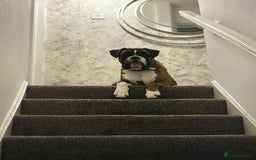 Boxer dogs for stud: KC REGISTERED BRINDLE & WHITE PROVEN STUD.   in Mexborough - Image 8