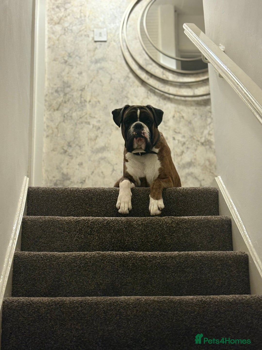 Boxer dogs for stud: KC REGISTERED BRINDLE & WHITE PROVEN STUD.   in Mexborough - Image 8