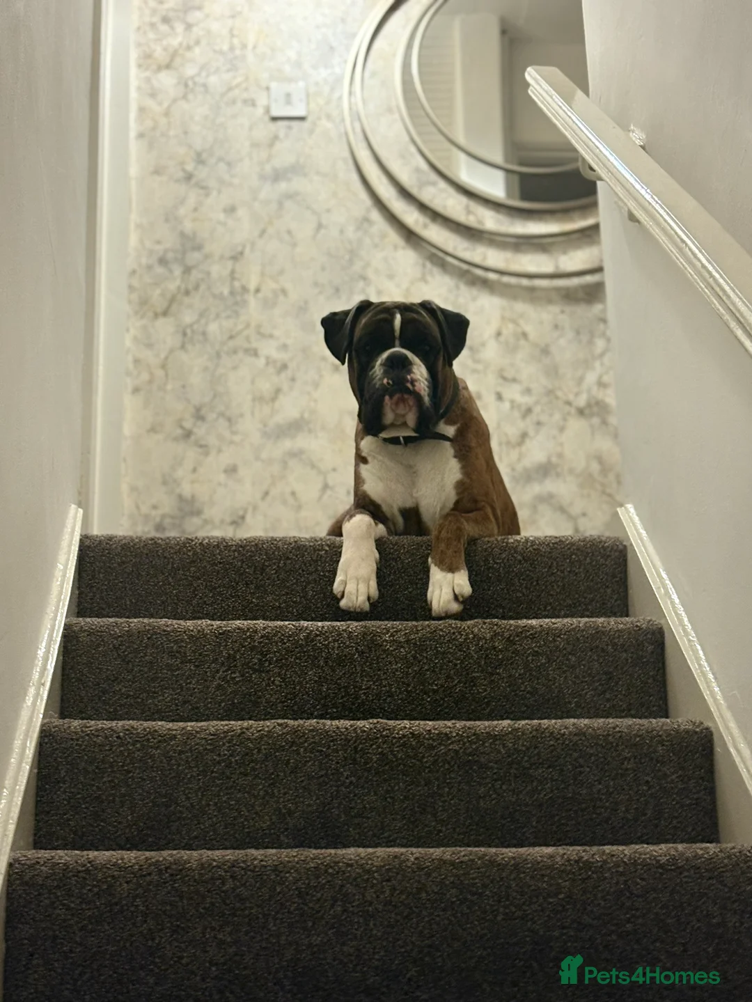 Boxer dogs for stud: KC REGISTERED BRINDLE & WHITE PROVEN STUD.   in Mexborough - Advert 8