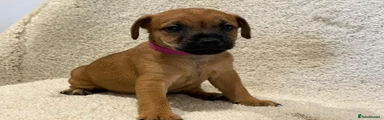 Jack Russell 6