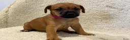 Jack Russell dogs for sale: Rainbow litter of Jack Russell’s - Advert 4