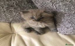 Siamese cats for sale: Adorable Siamese Kittens Looking for Loving Homes - Image 5
