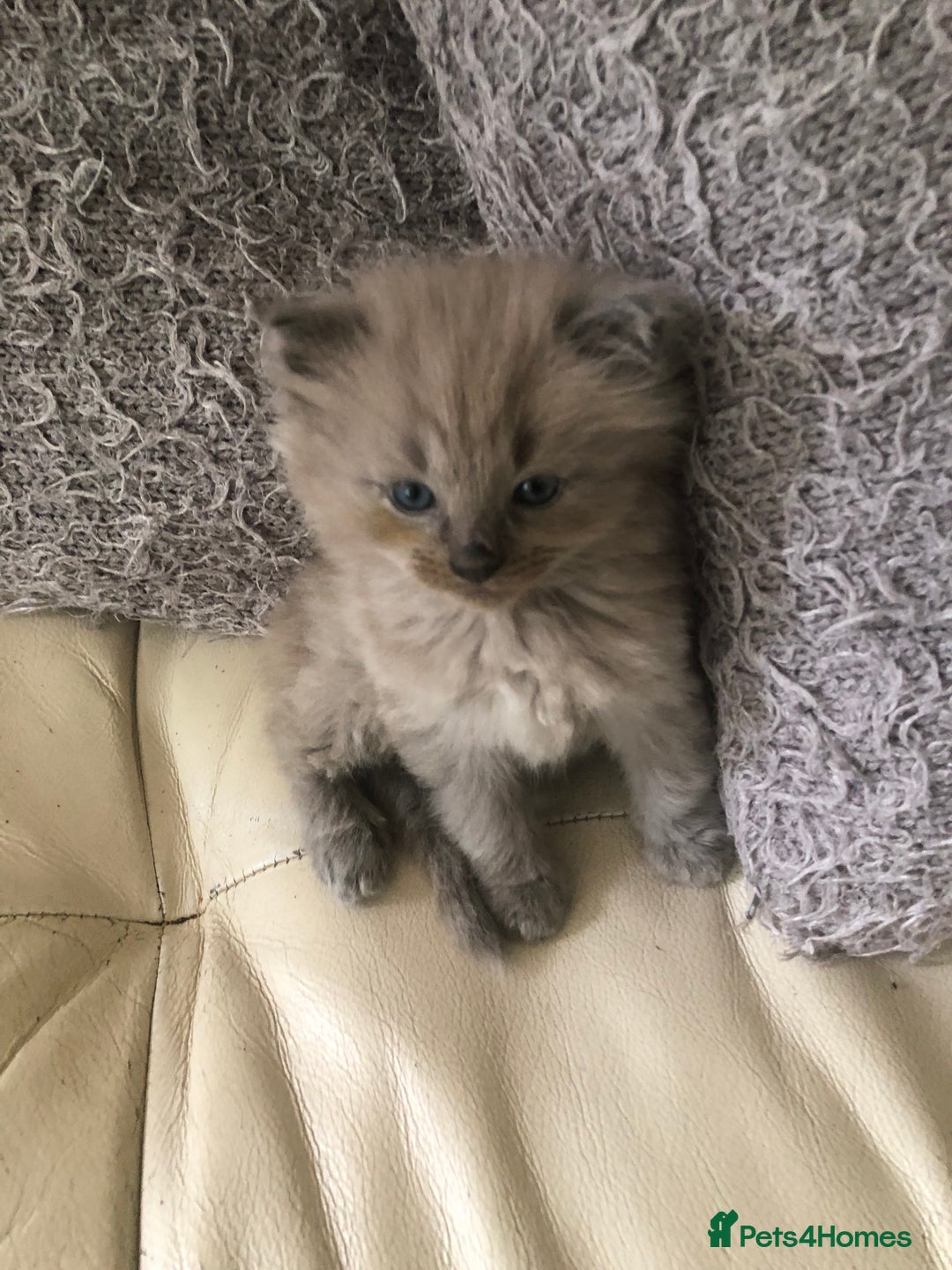 Siamese cats for sale: Adorable Siamese Kittens Looking for Loving Homes - Image 5
