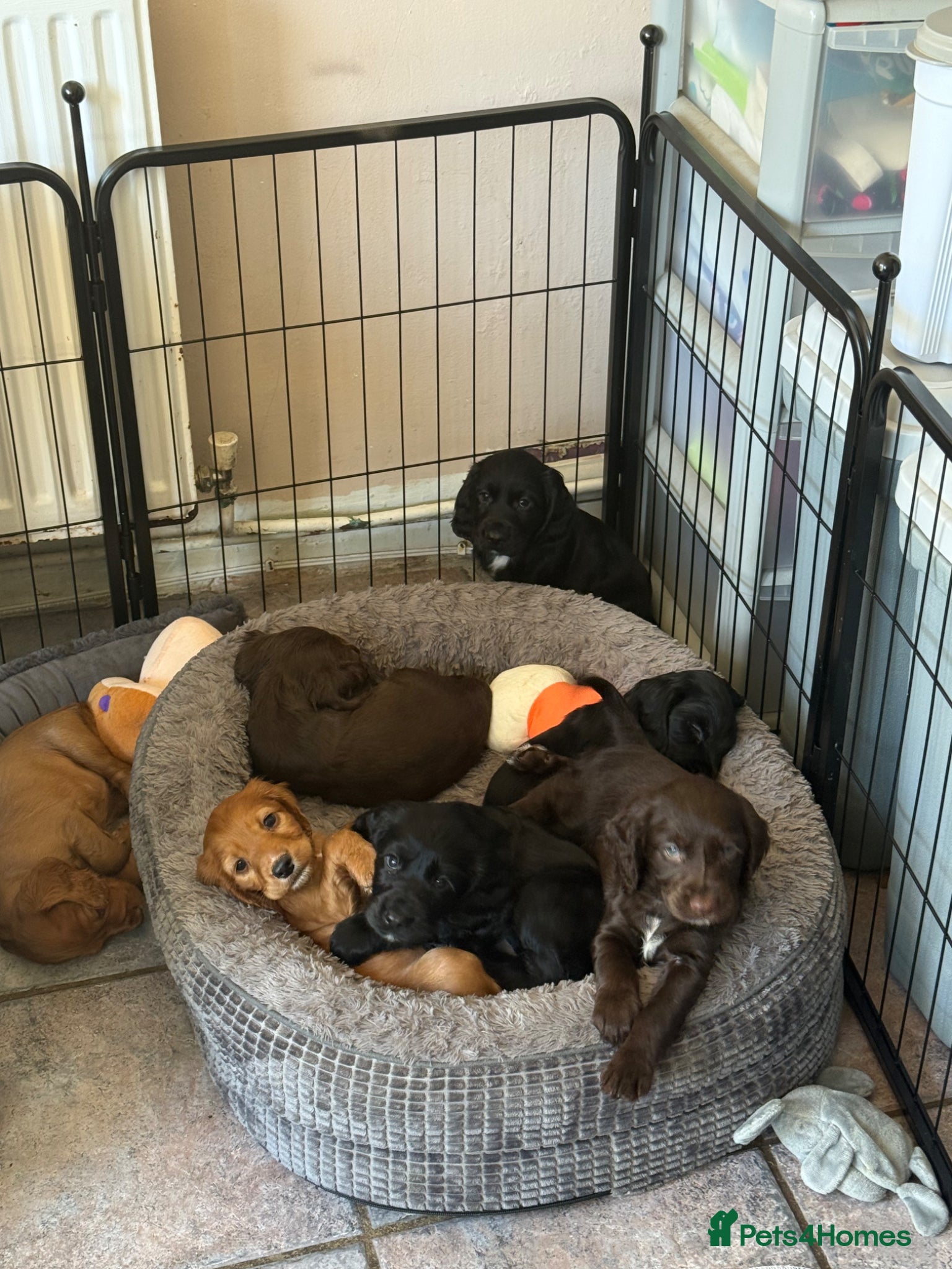 Cocker Spaniel dogs 3 Girls Cocker Spaniel Puppies (working) - Advert 1