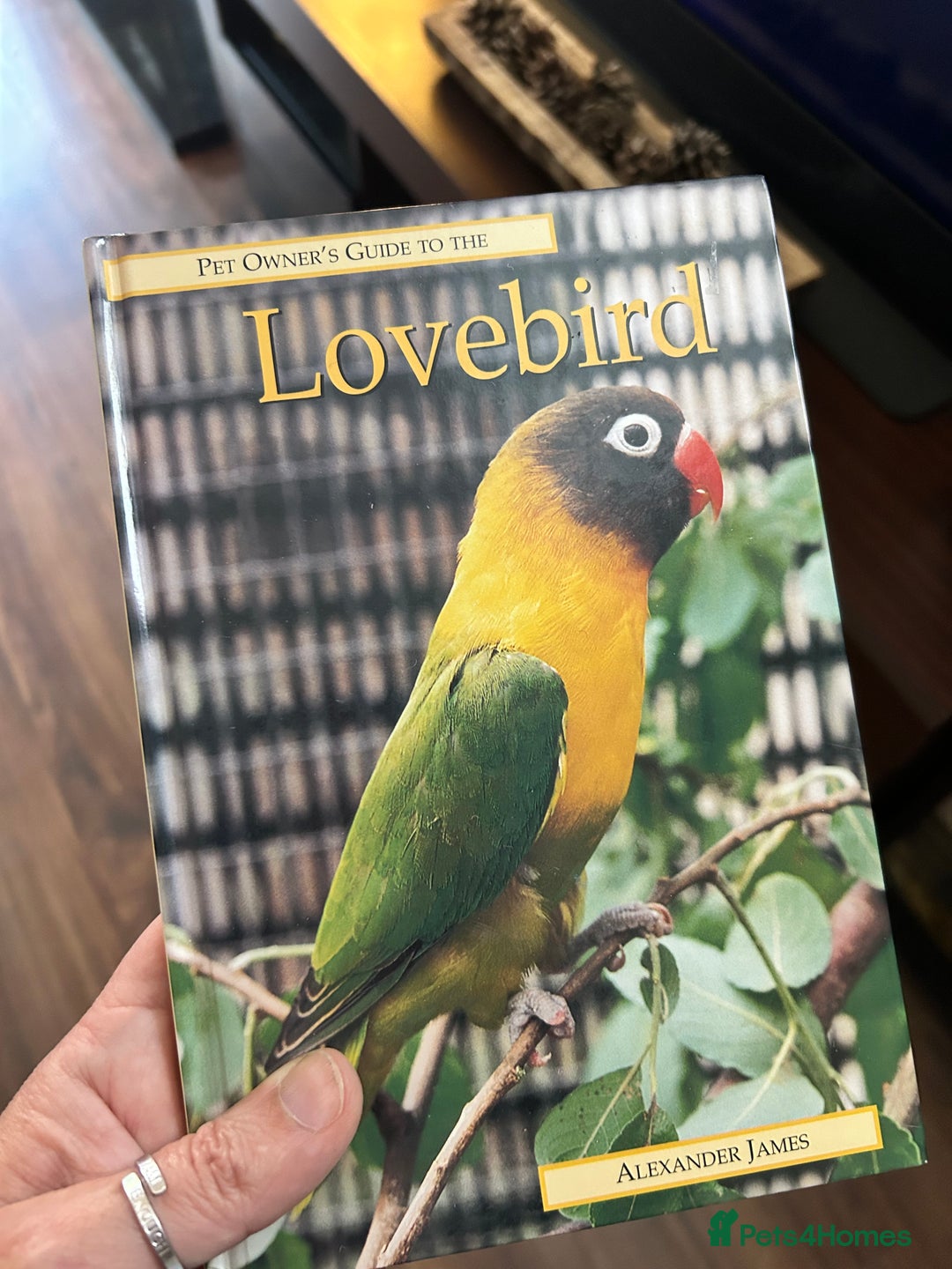 Lovebirds birds for sale: Bonded Pair of Lovebirds  - Image 2