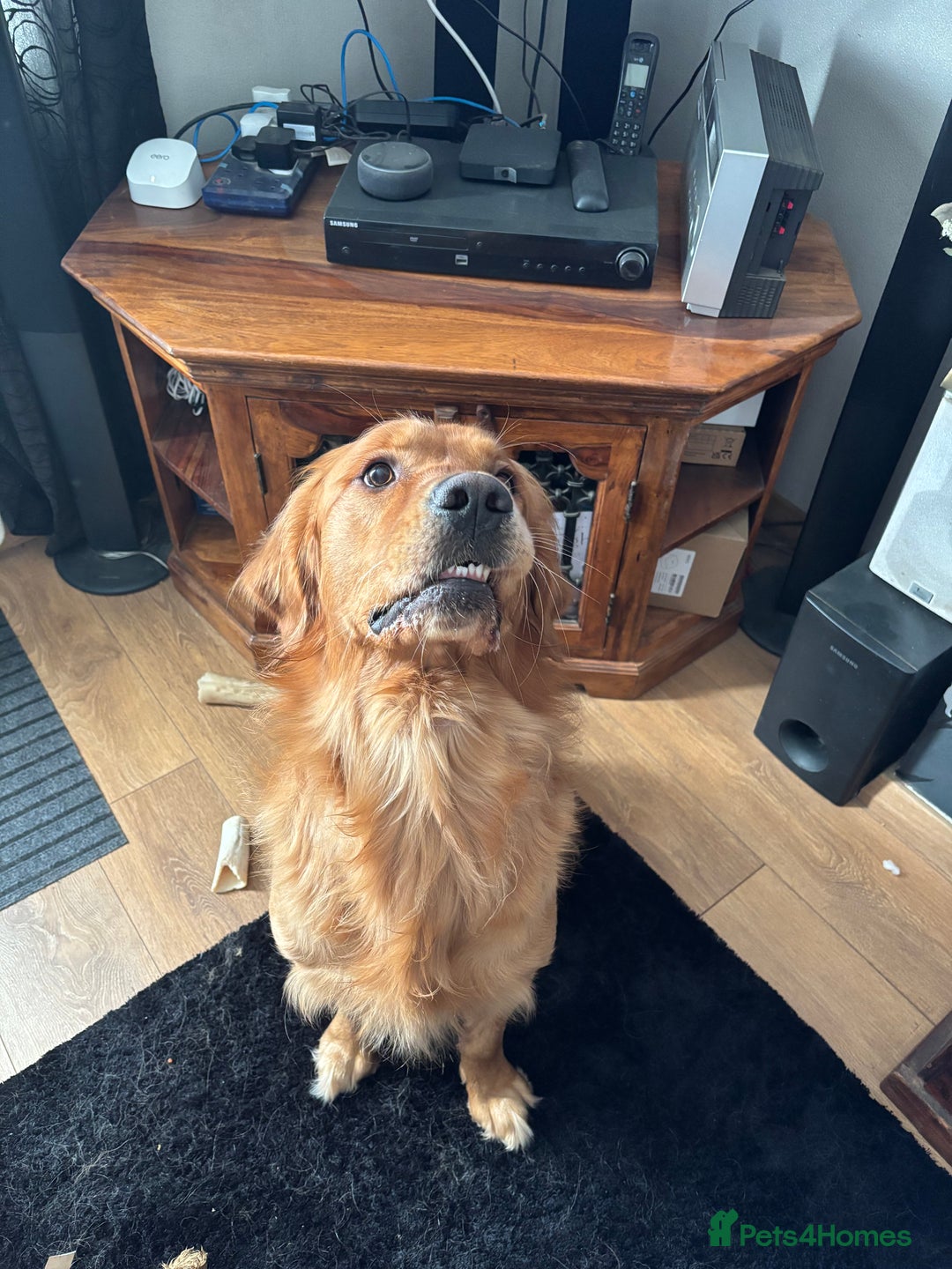 Golden Retriever dogs for stud: Handsome Golden Retriever for Stud - Advert 2