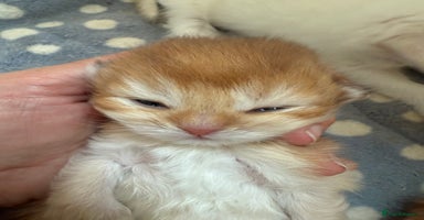 British Shorthair cats - Advert 6