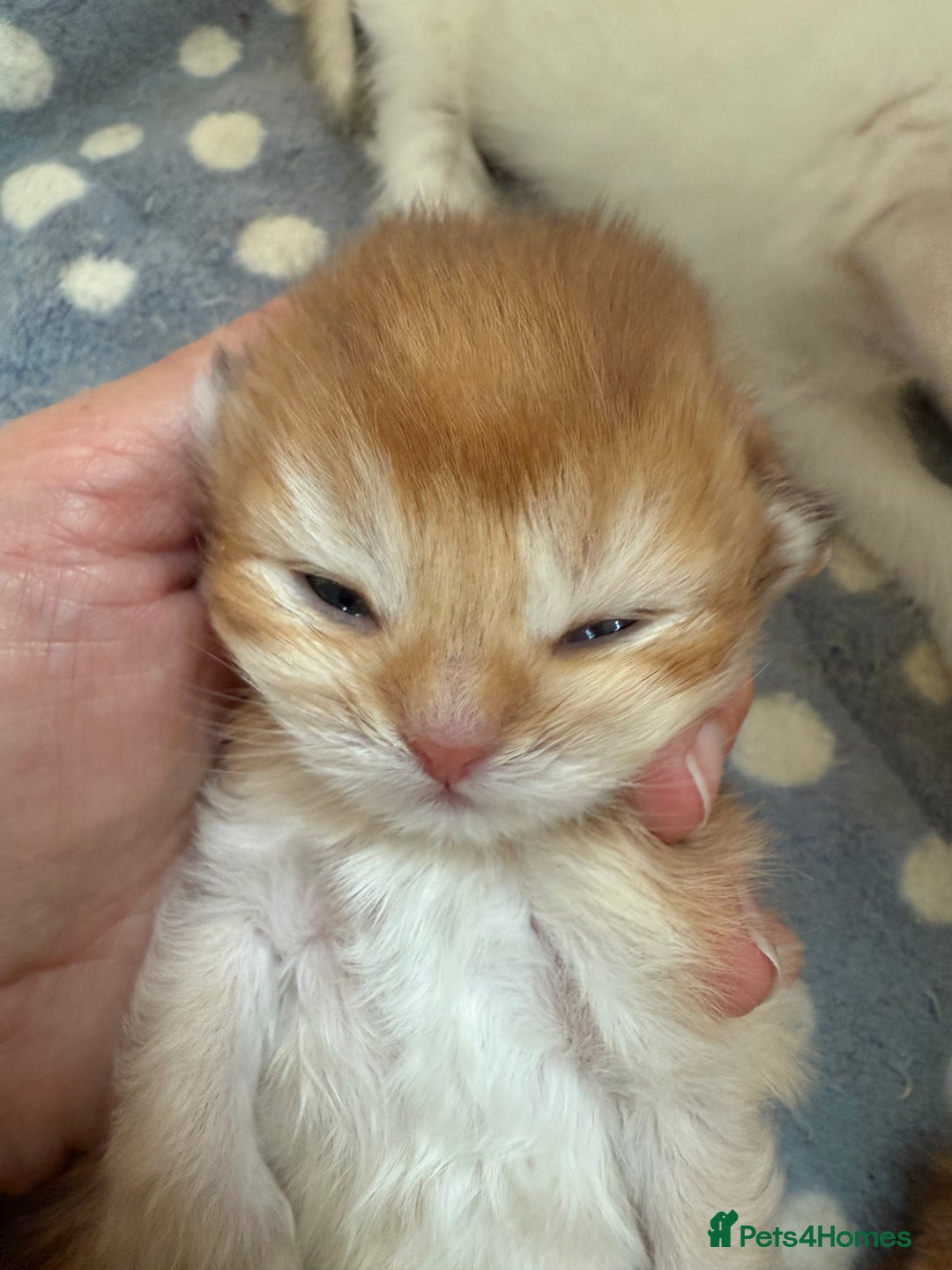 British Shorthair cats for sale: GCCFreg BSH & BLH Chocolate & Black Golden Kittens - Image 14