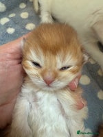 British Shorthair cats - Advert 7